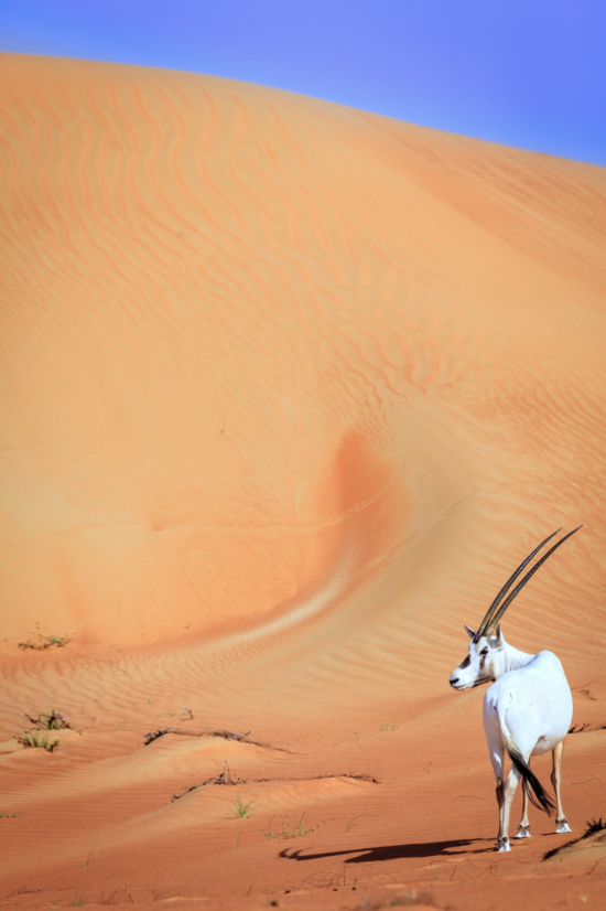 Namibia Desert